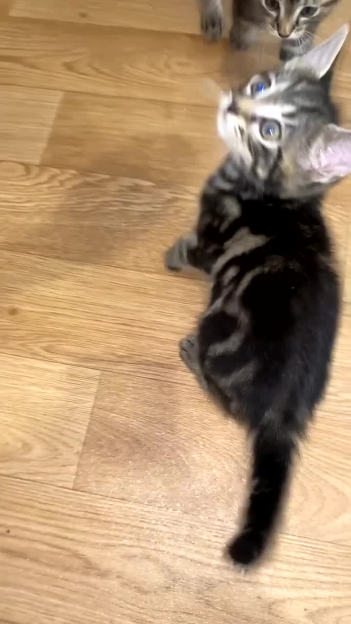Bengal cats for sale: Beautiful little Boy half began half tabby  - Video 1