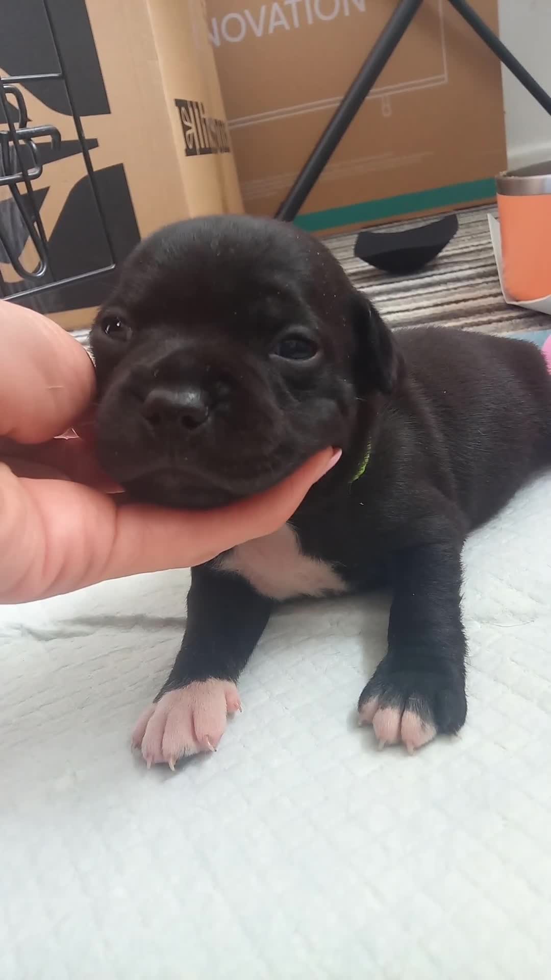 Staffordshire Bull Terrier dogs for sale: Champion lines Staffordshire Bull terrier puppies - Video 4