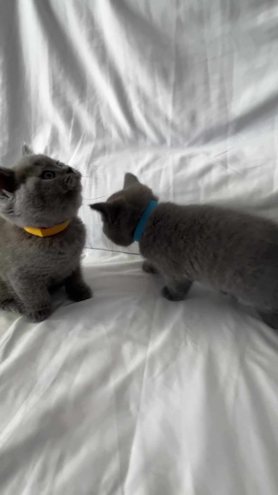 British Shorthair cats for sale: 🐾 Adorable Kittens Looking for Their Homes 🐾 - Video 1