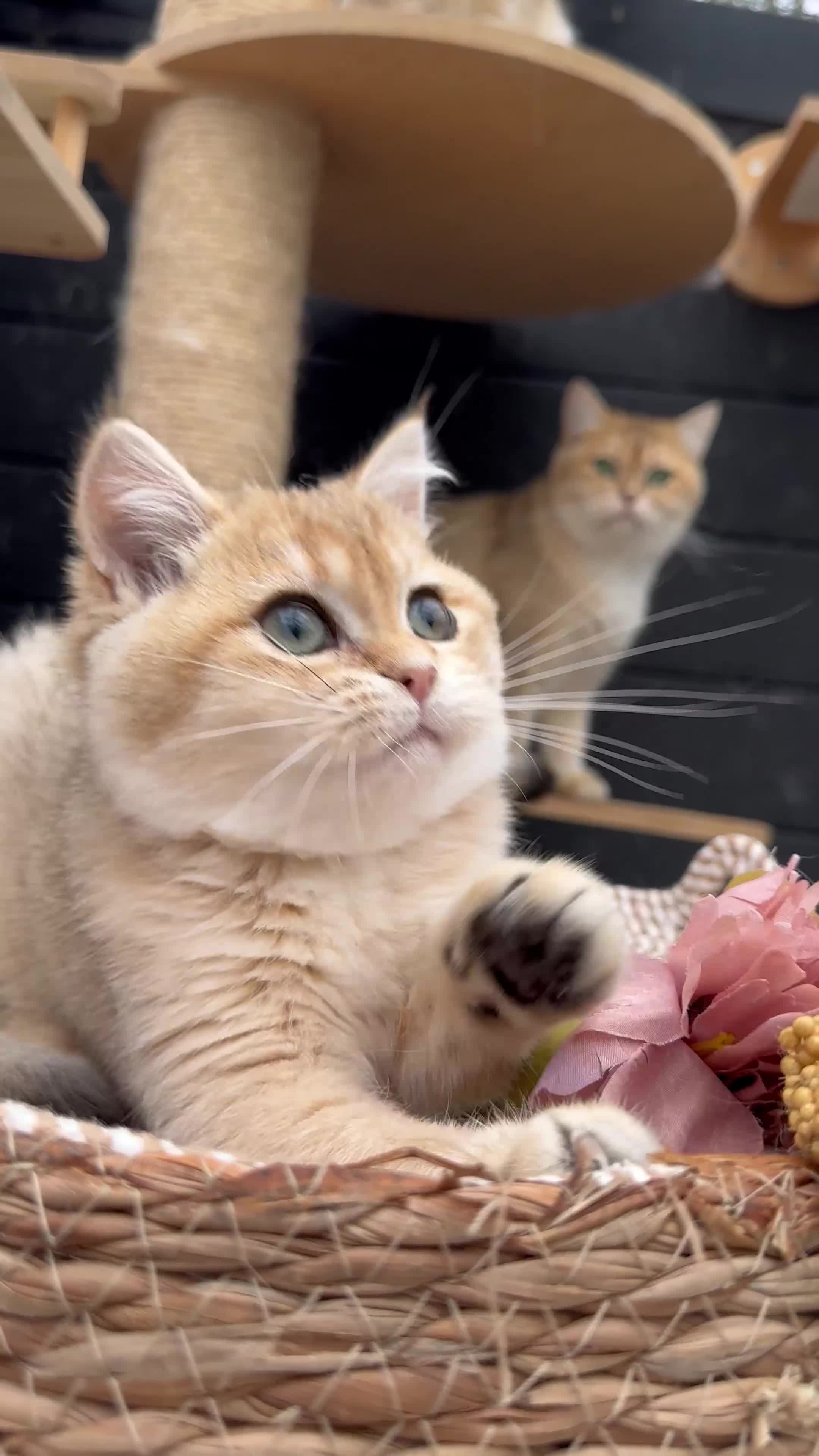 British Shorthair cats for sale: Gorgeous Golden Shaded girl - Video 1