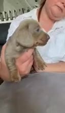 Miniature Dachshund dogs for sale: 4 miniature KC dachshund puppy’s  - Video 3
