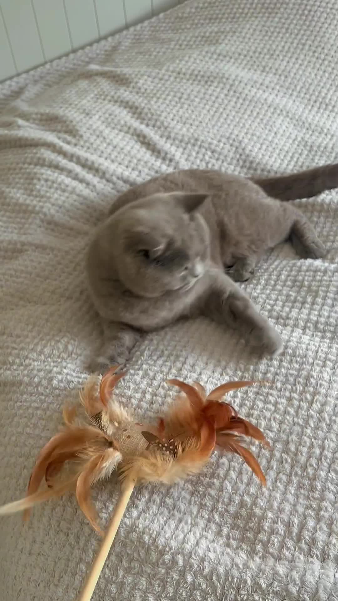British Shorthair cats for sale: TICA Registered Active Blue Boy! - Video 1