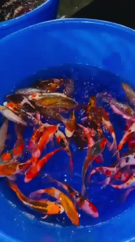 Koi Carp fish for sale: Koi carp - Video 2