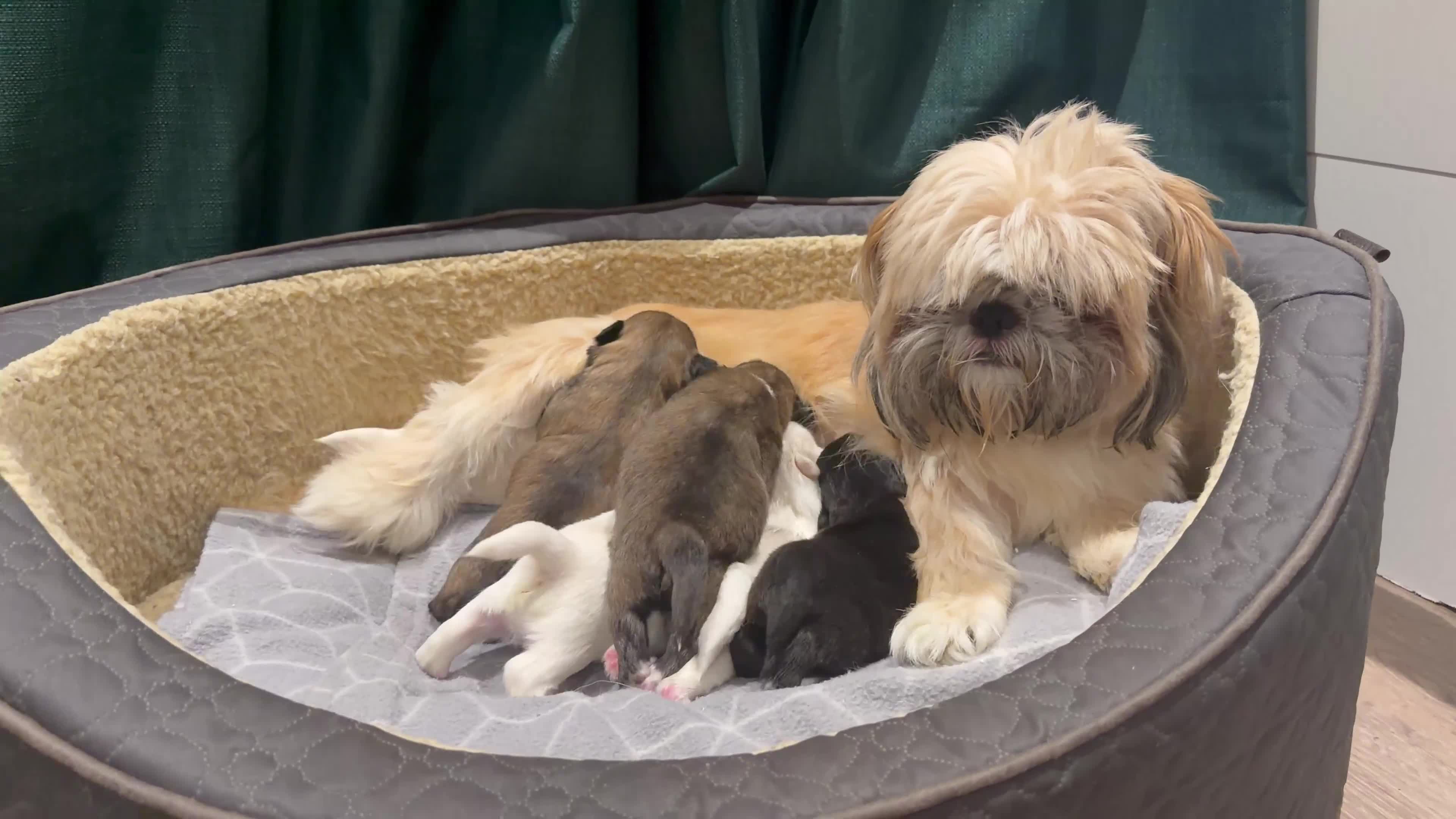 Shih Tzu dogs for sale: Stunning Shih Tzu Puppies   - Video 1