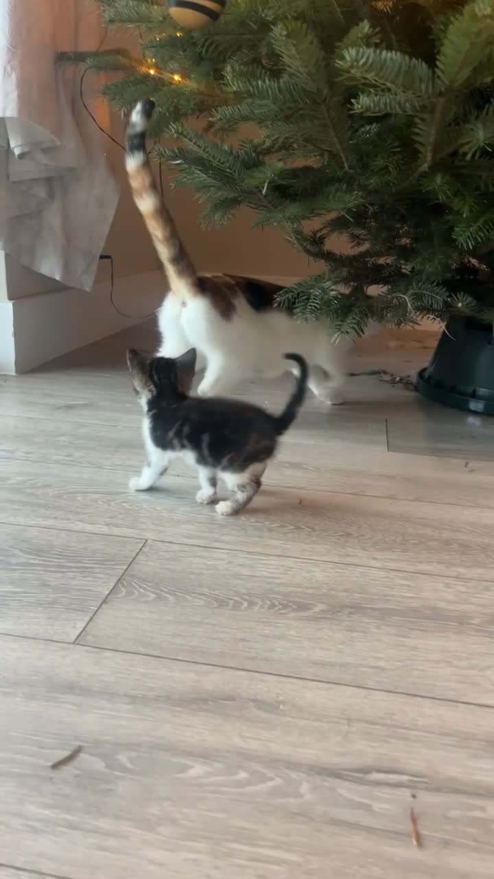 Mixed Breed cats for sale: 3 Beutiful babies  - Video 4