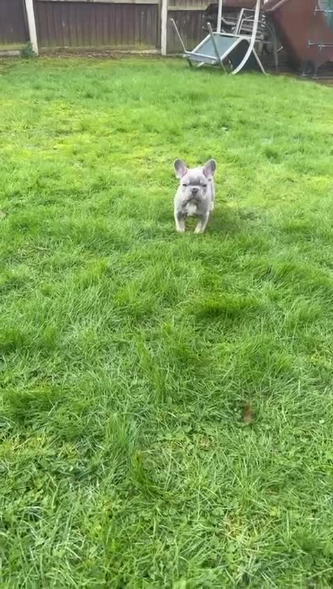 French Bulldog dogs for sale: French bulldog - Video 1