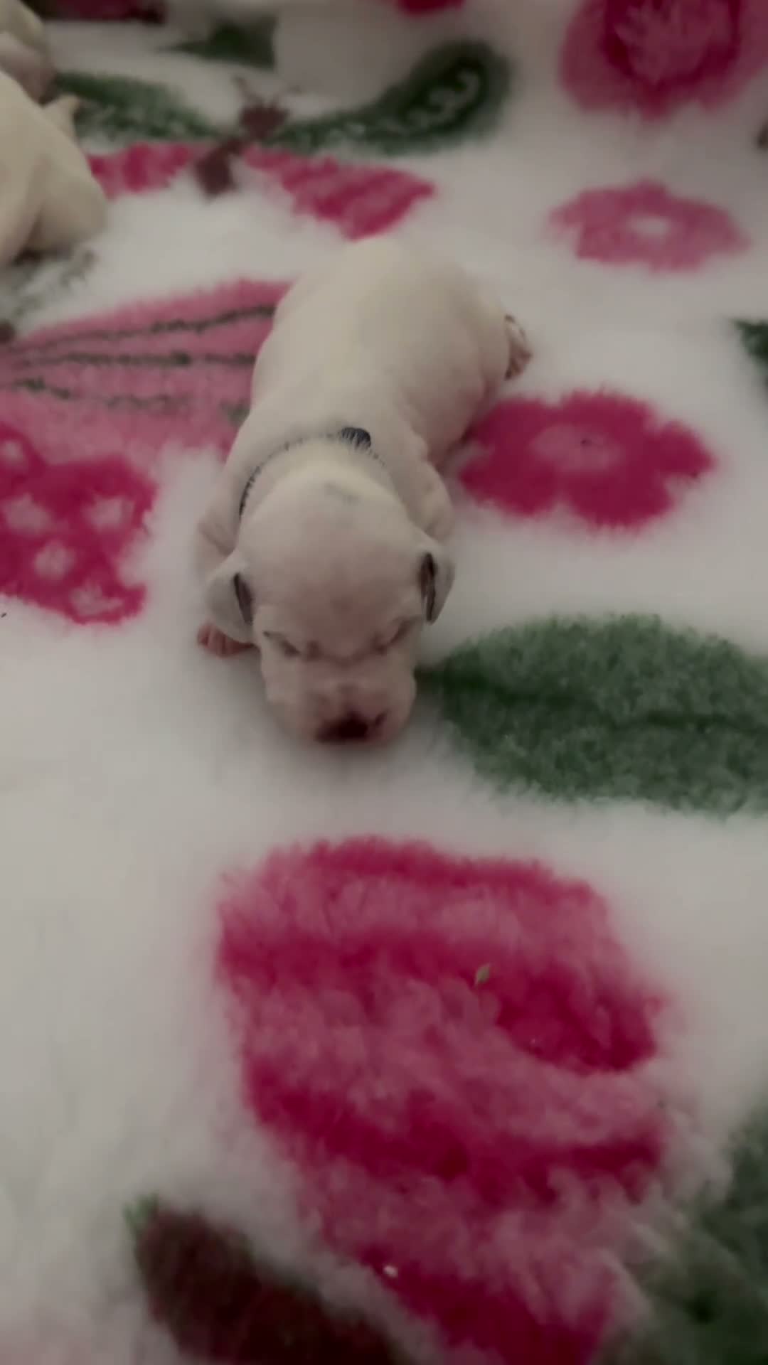Dalmatian dogs for sale: Eagerly Awaited Litter Now Here 💫 - Video 2