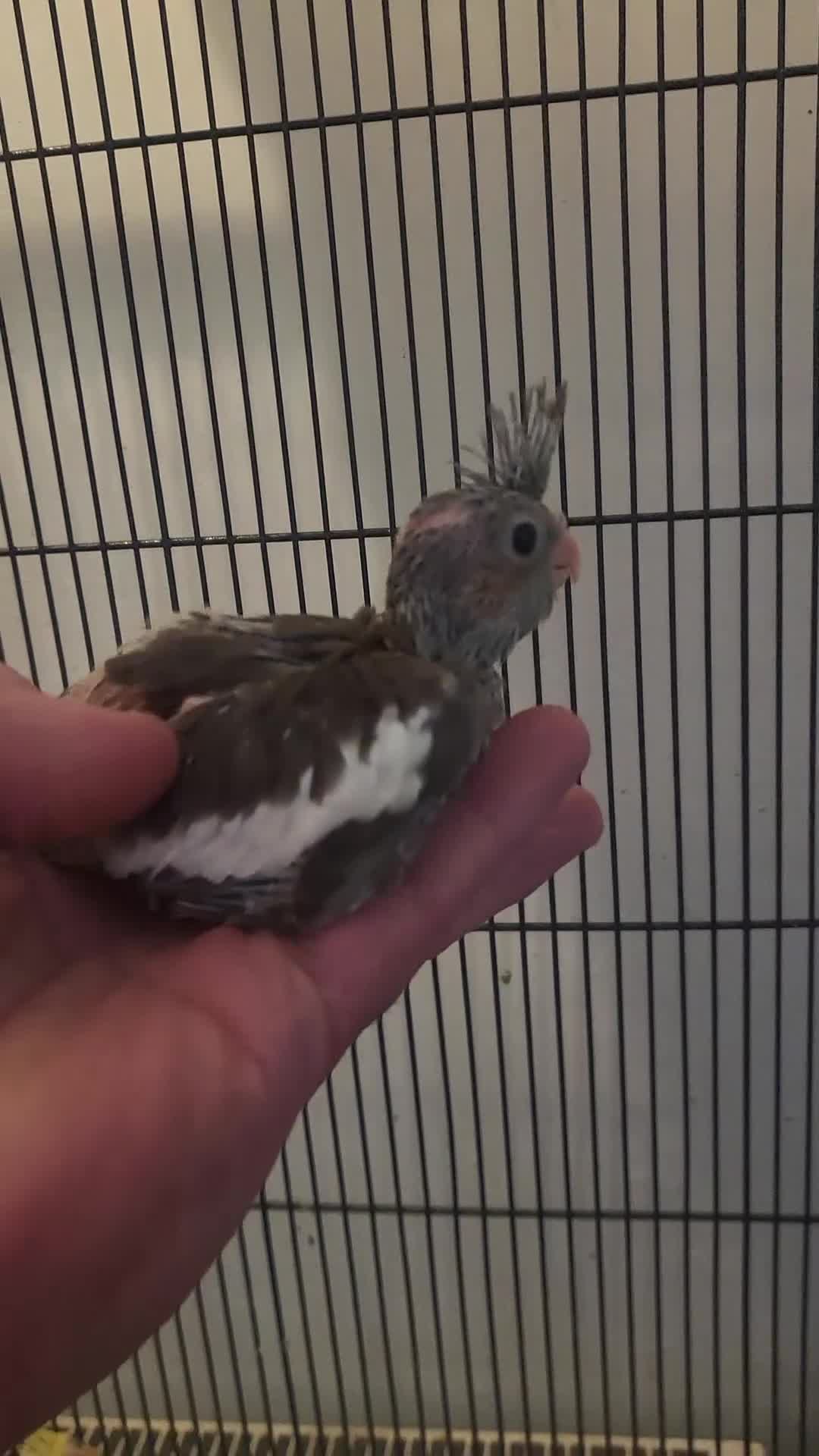 Cockatiels birds for sale: Deposit secures - Video 3