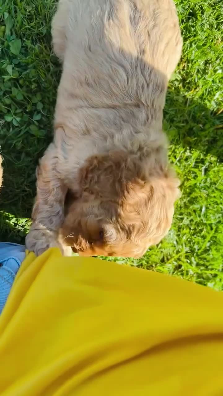 Cockapoo dogs for sale: 6 beautiful champagne and gold 🐶  - Video 4