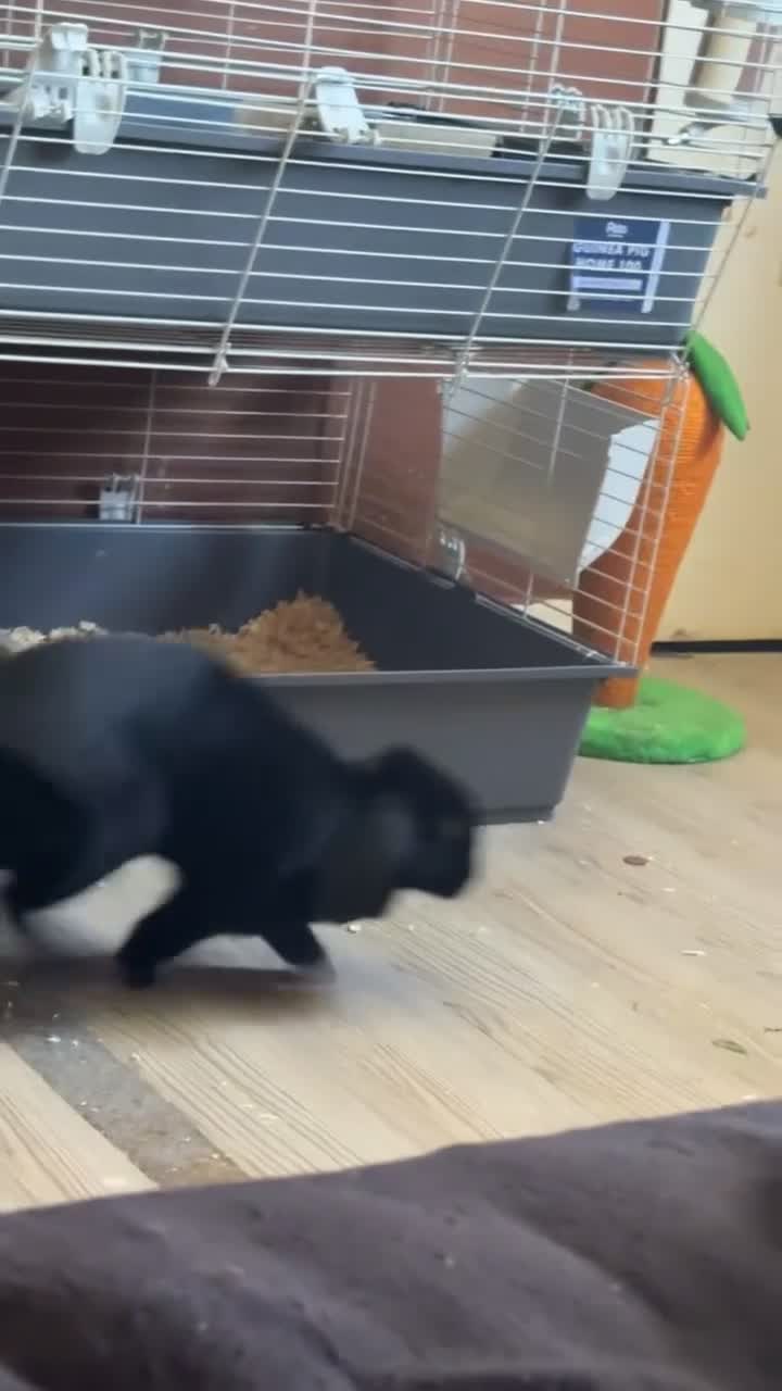 Sable rabbits for sale: rabbit for sale  - Video 1