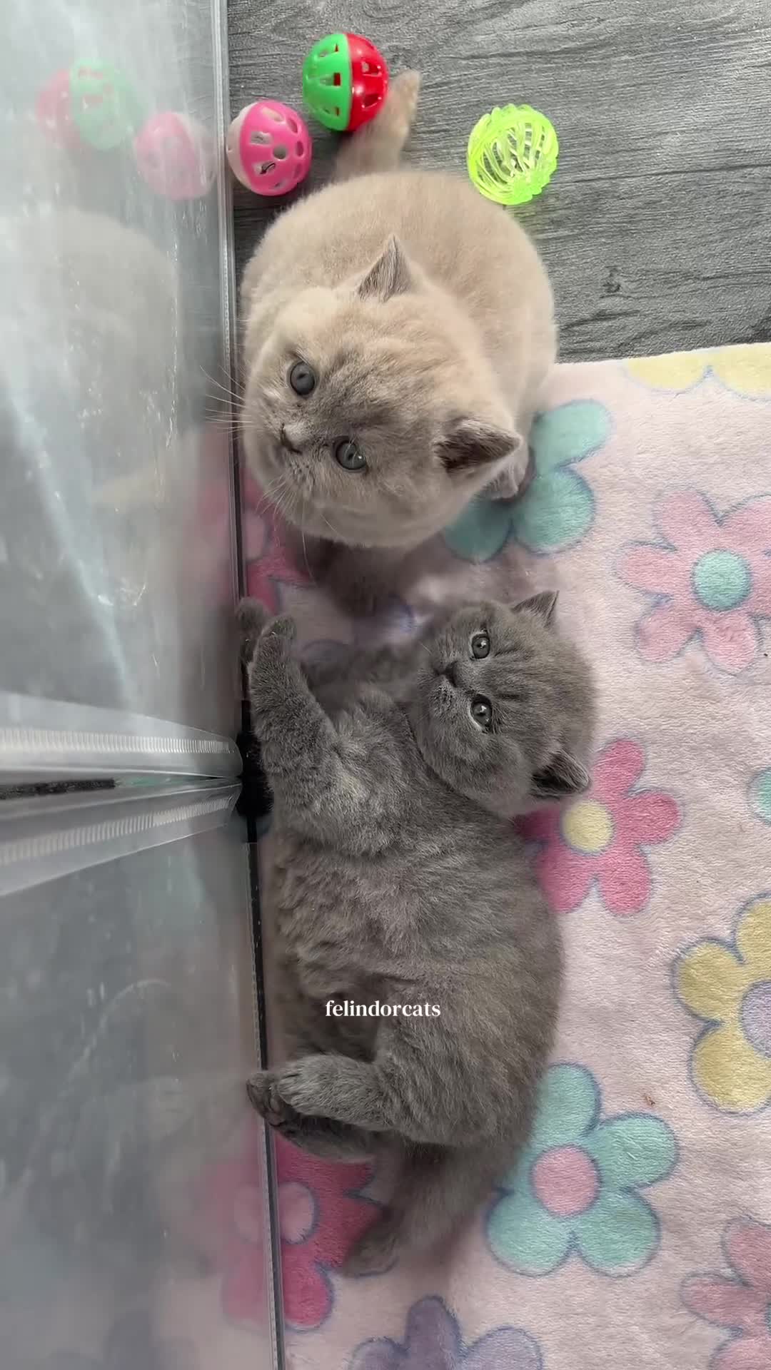British Shorthair cats for sale: ✨ Top quality Lilac British shorthair ✨ - Video 1