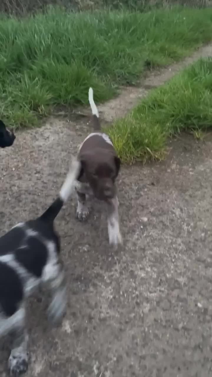 German Shorthaired Pointer dogs for sale: Stunning litter of GSP puppies !! - Video 1