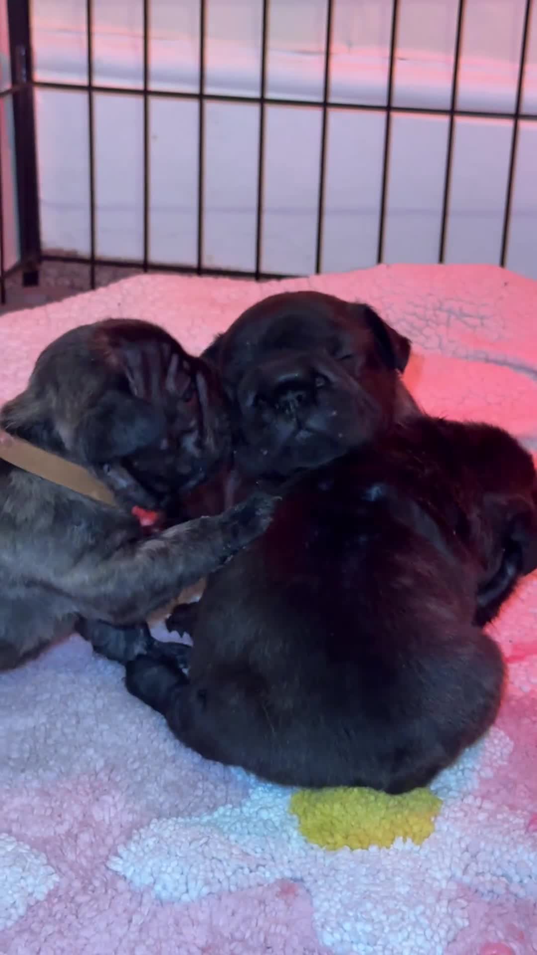 French Bulldog dogs for sale: Beautiful fluffy/wirehair frenchie pups  - Video 1