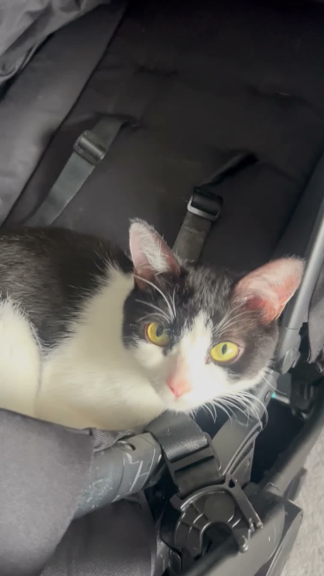 Mixed Breed cats for sale: Loving cat in Willenhall - Video 1