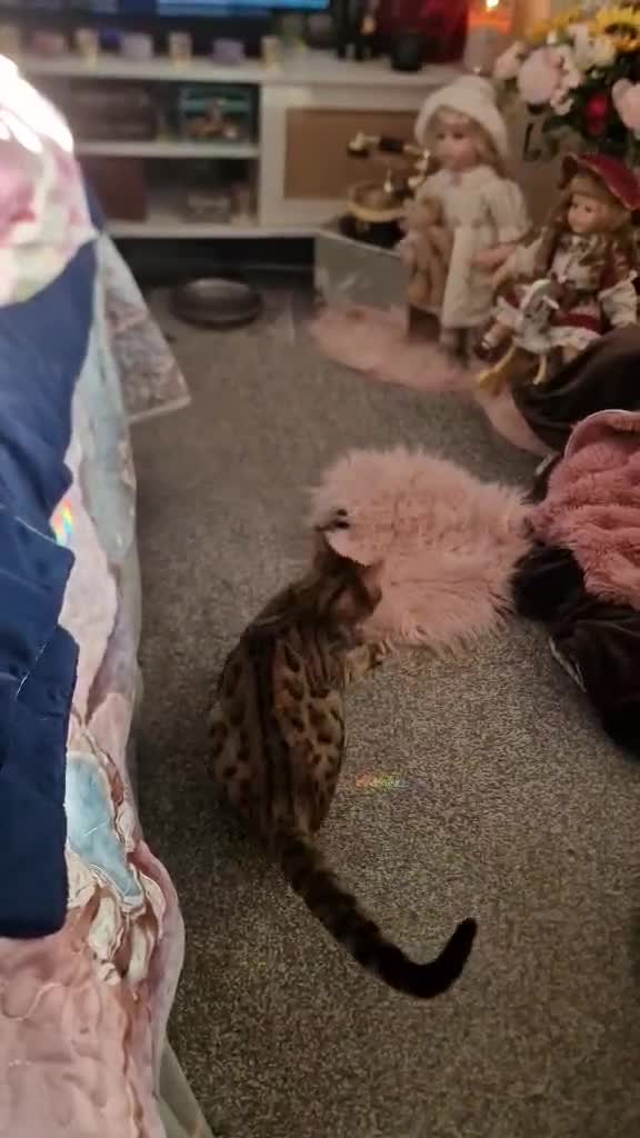 Maine Coon cats for sale: Adult cat sisters looking for a home together. in Bracknell - Video 1