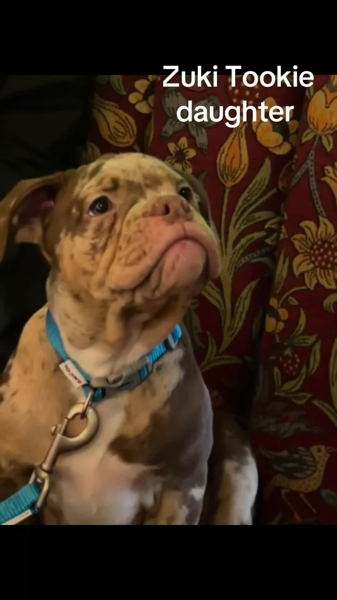 Olde English Bulldogge dogs for stud: Olde English bulldog stud  - Video 1