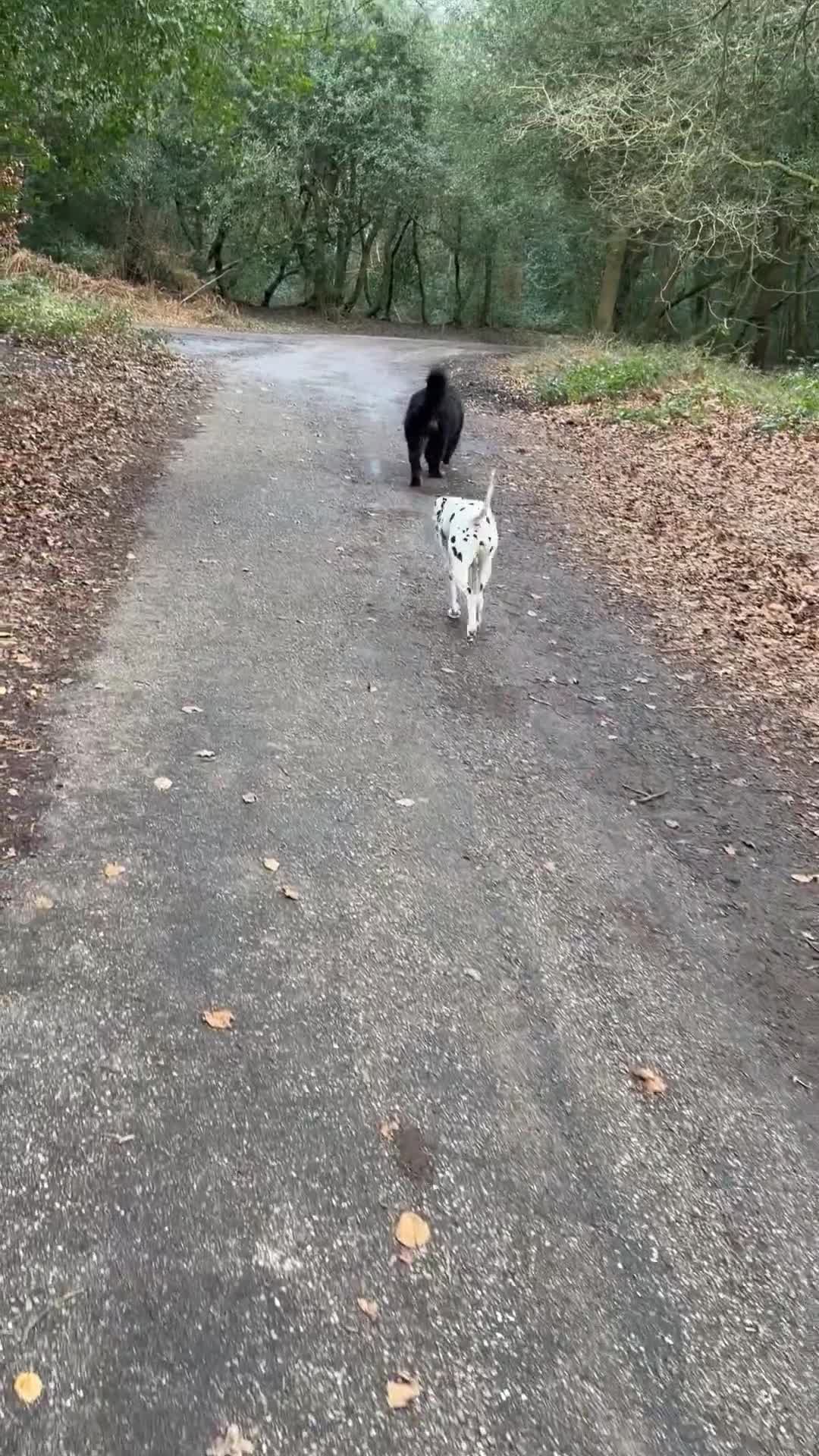 Dalmatian dogs for sale: Dalmatian- female in Sutton Coldfield - Video 1