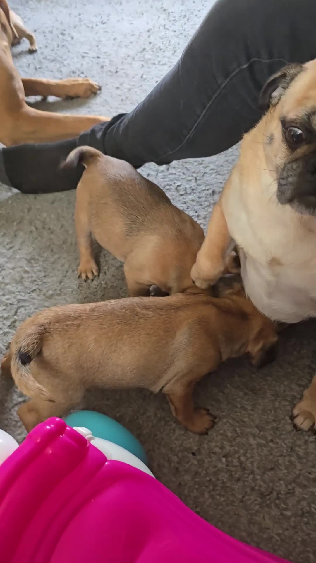 Frug dogs for sale: French bulldog x pug - Video 2