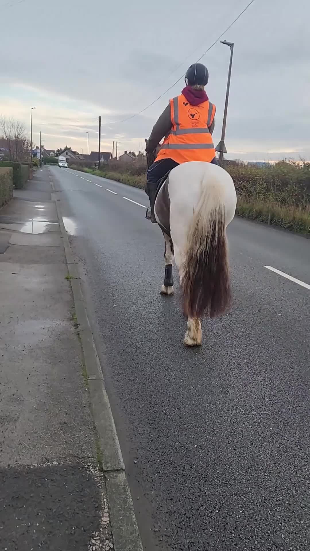 Irish Sports horses for sale: Beautiful irish mare, fab allrounder - Video 2