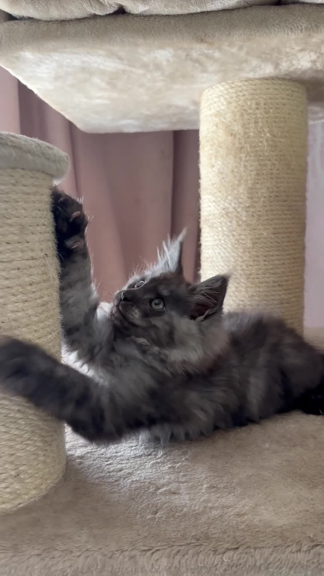 Maine Coon cats for sale: Tica registered black smoked male Maine coon - Video 2