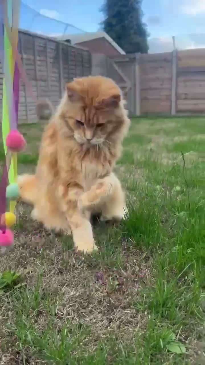Maine Coon cats for sale: Registered Pedigree Maine Coon Female - Video 1