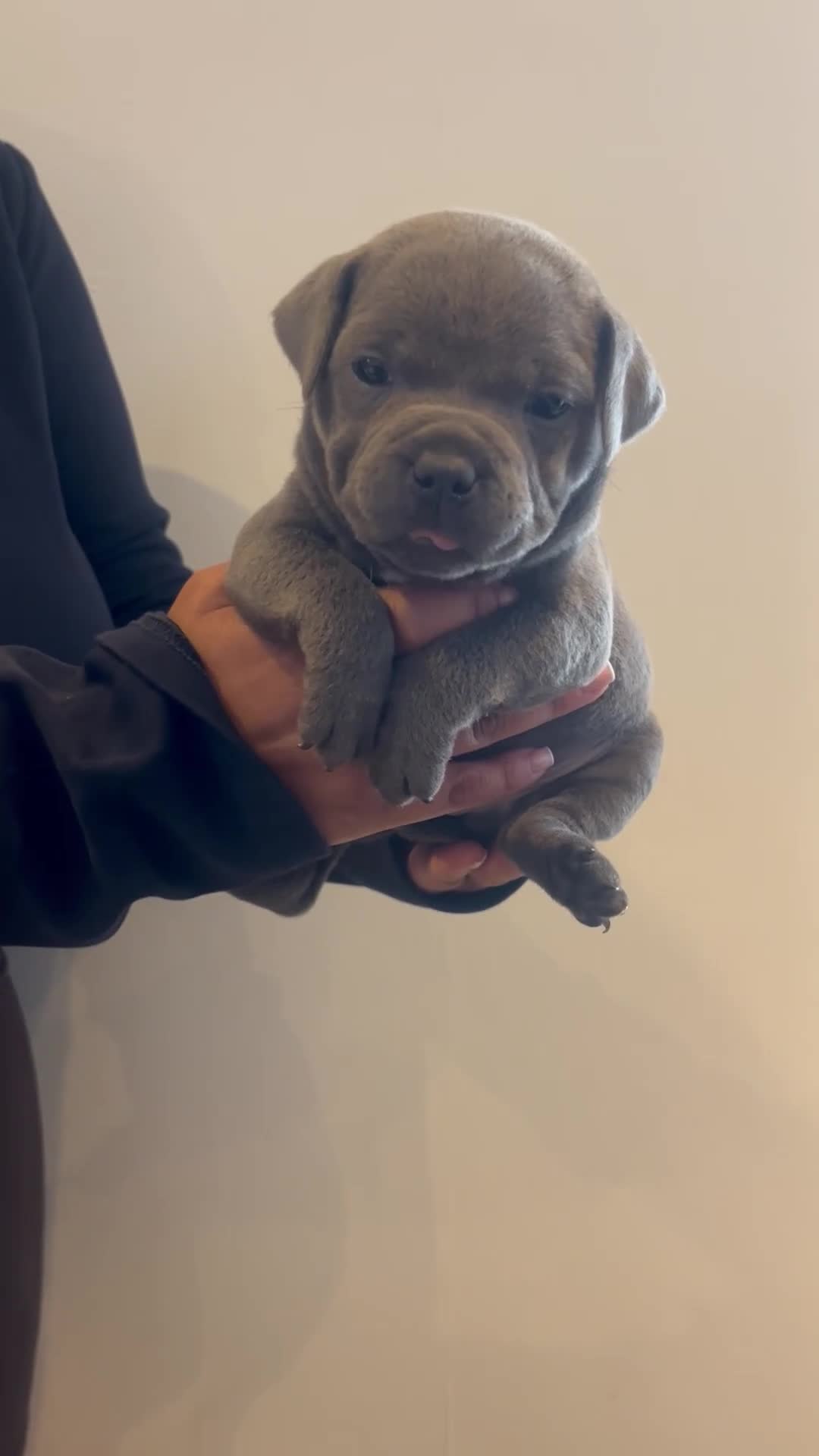 Staffordshire Bull Terrier dogs for sale: PHARAON PUPPIES 🏆 STAFFORDSHIRE BULL TERRIERS  - Video 2