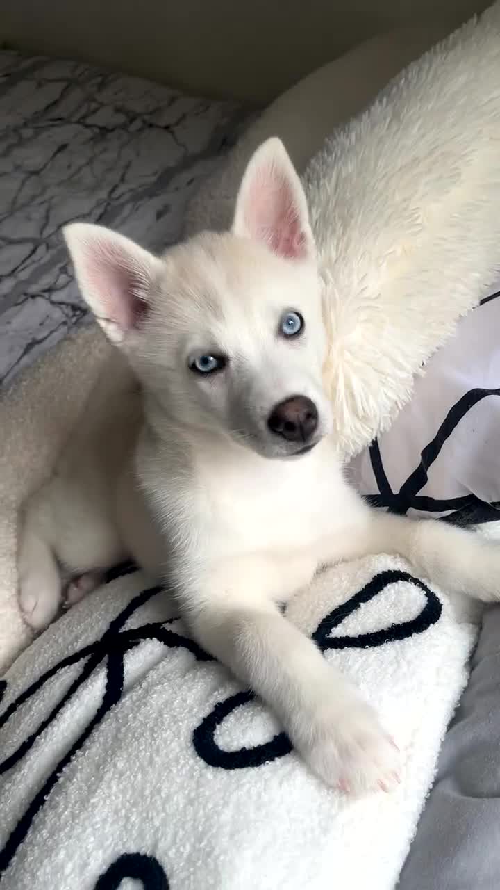 Pomsky dogs for sale: Blue eyed pomsky  - Video 1