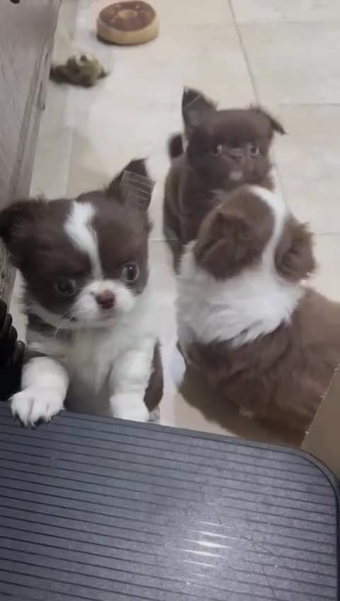 Chihuahua dogs for sale: Russian/Thai Chihuahua  - Video 1