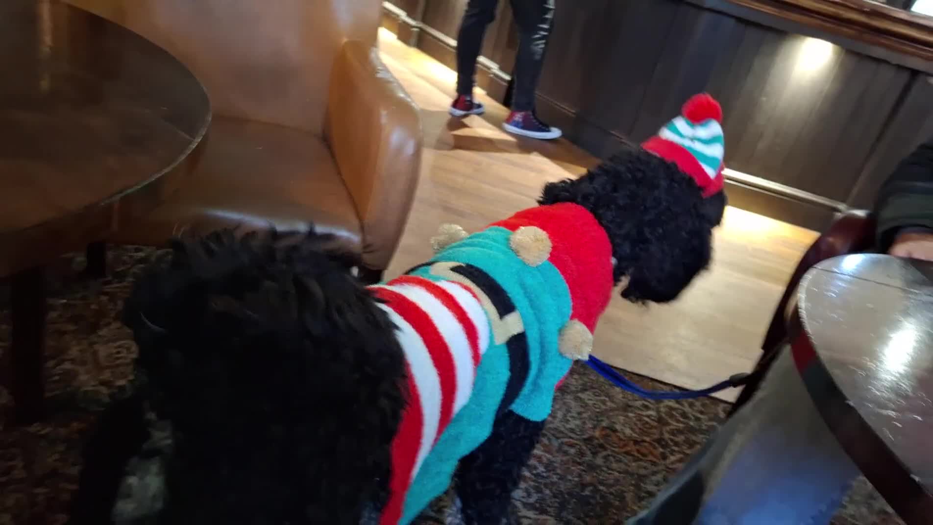 Standard Poodle dogs for stud: FOR STUD NOT SALE! - Video 1