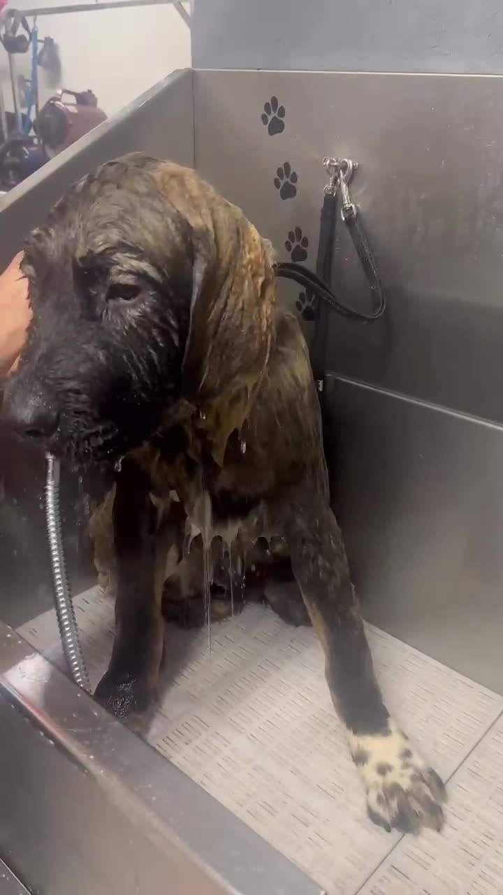 Caucasian Shepherd Dog dogs for sale: Male Caucasian Shepherd Puppy Champion Bloodlines - Video 1