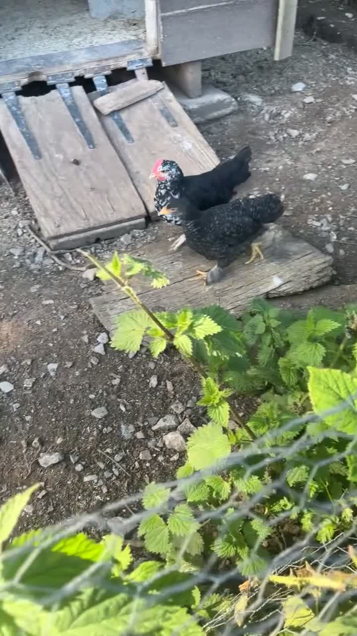 Chickens poultry for sale: 2 plymouth rock x pekin cockerels available  in Bristol - Video 1