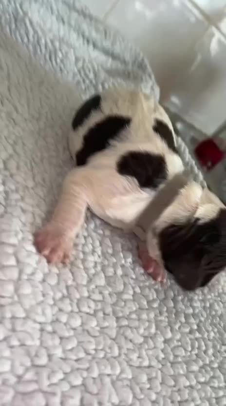 English Springer Spaniel dogs for sale: English Springer Spaniel  in Saint Helens - Video 5