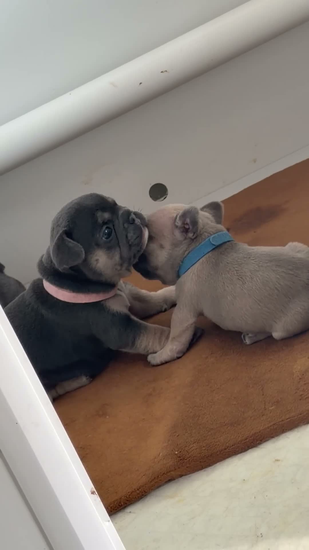French Bulldog dogs for sale: French Bulldog Pups in Middlesbrough - Video 1