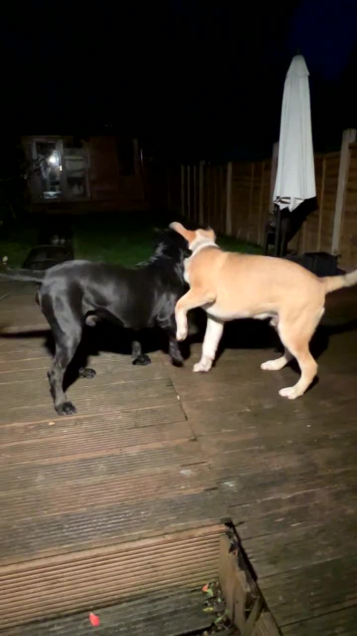 Cane Corso dogs for stud: Pure Jet-Black 70kg Cane Corso (Rare) in London - Video 3