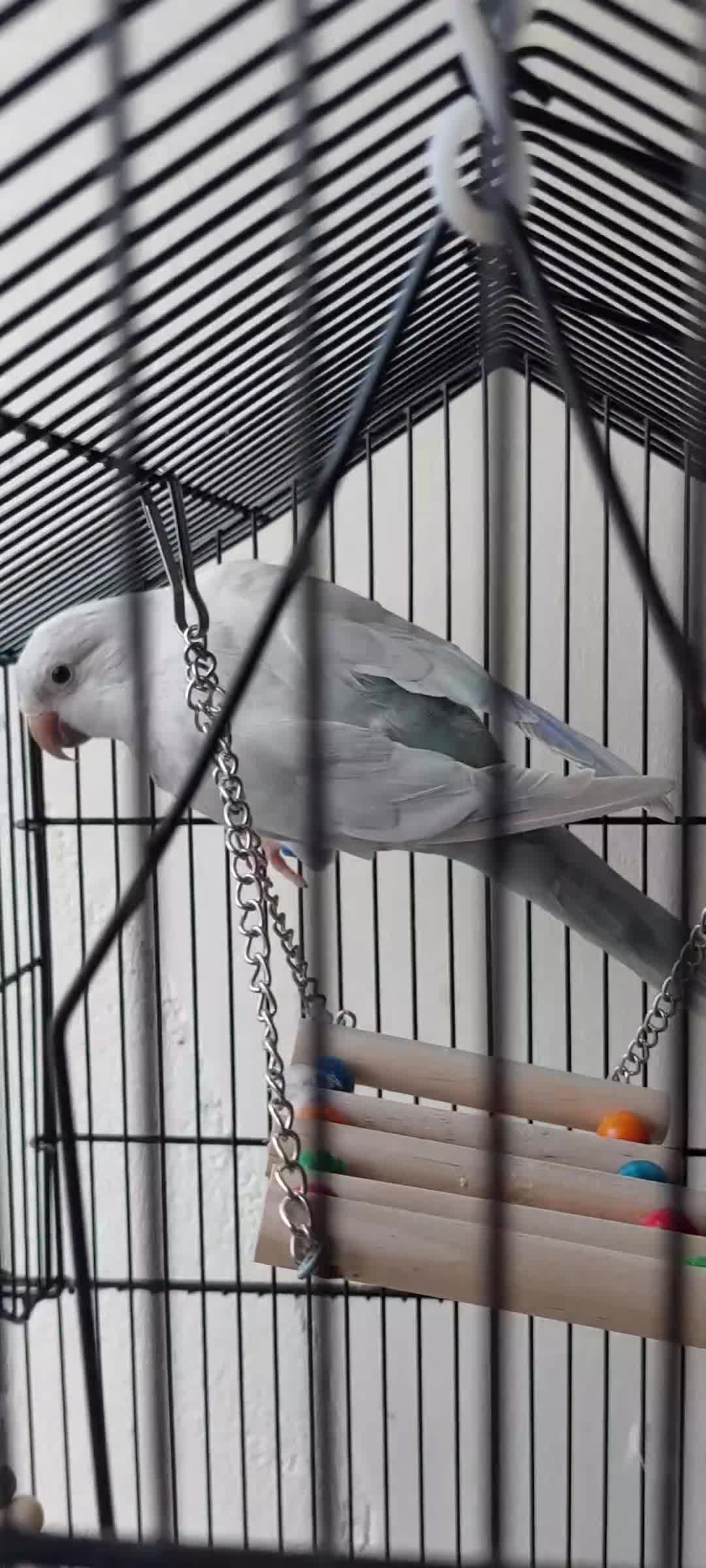 Parrots birds for sale: RARE  Quaker Parrot White with light blue tail - Video 1