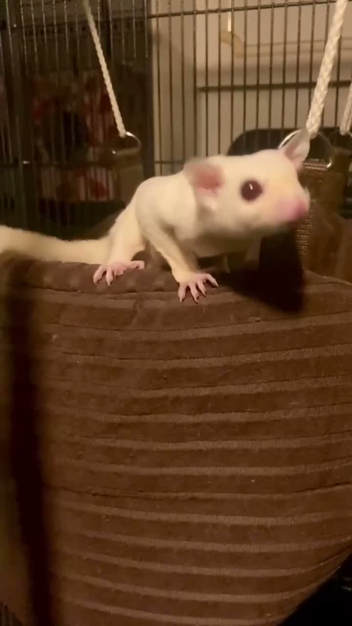 Sugar Glider rodents for sale: Baby leucistic sugar gliders ready now  - Video 1