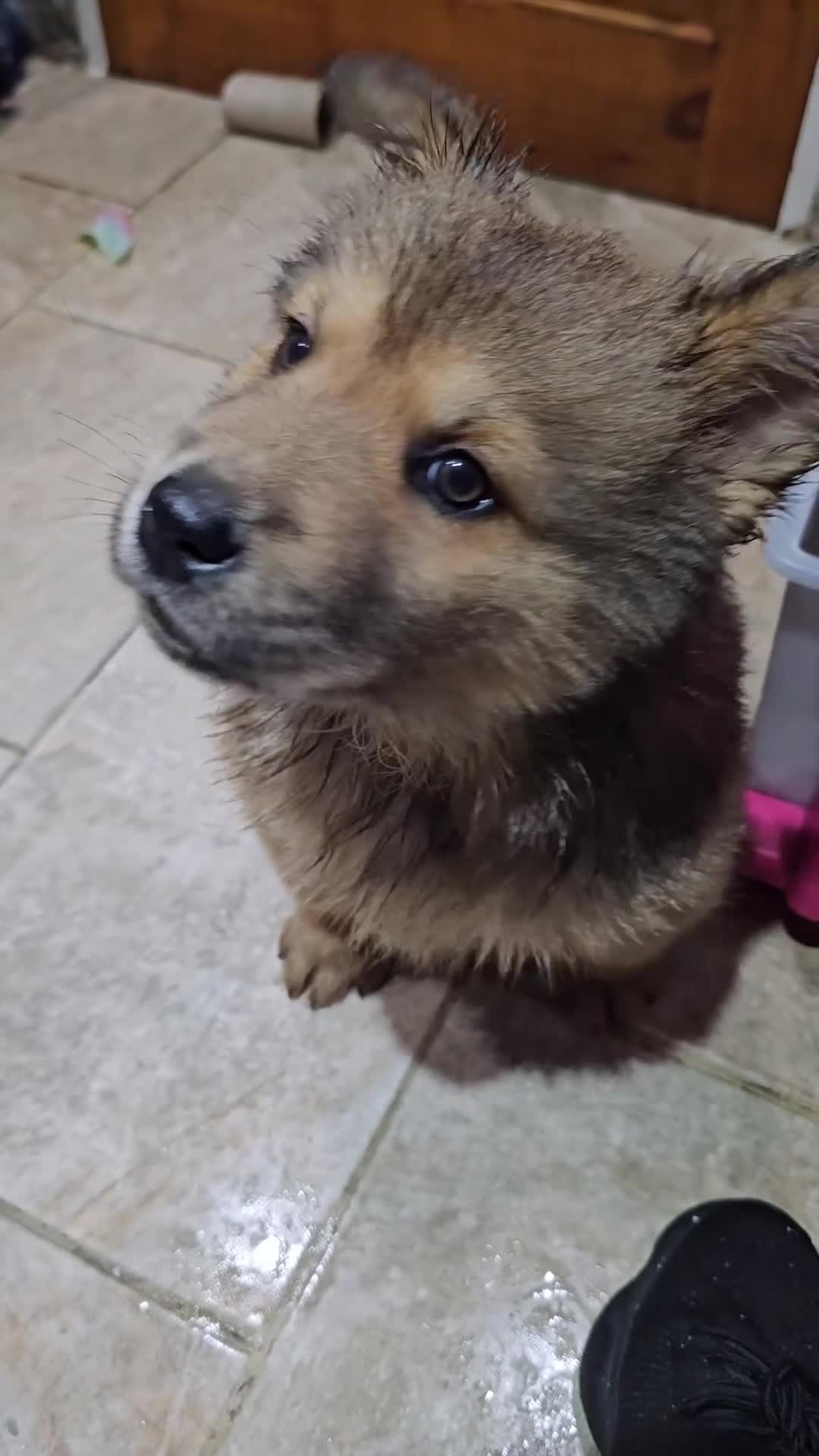 Mixed Breed dogs for sale: Chowsky puppies ready to go chow x siberian husky - Video 2