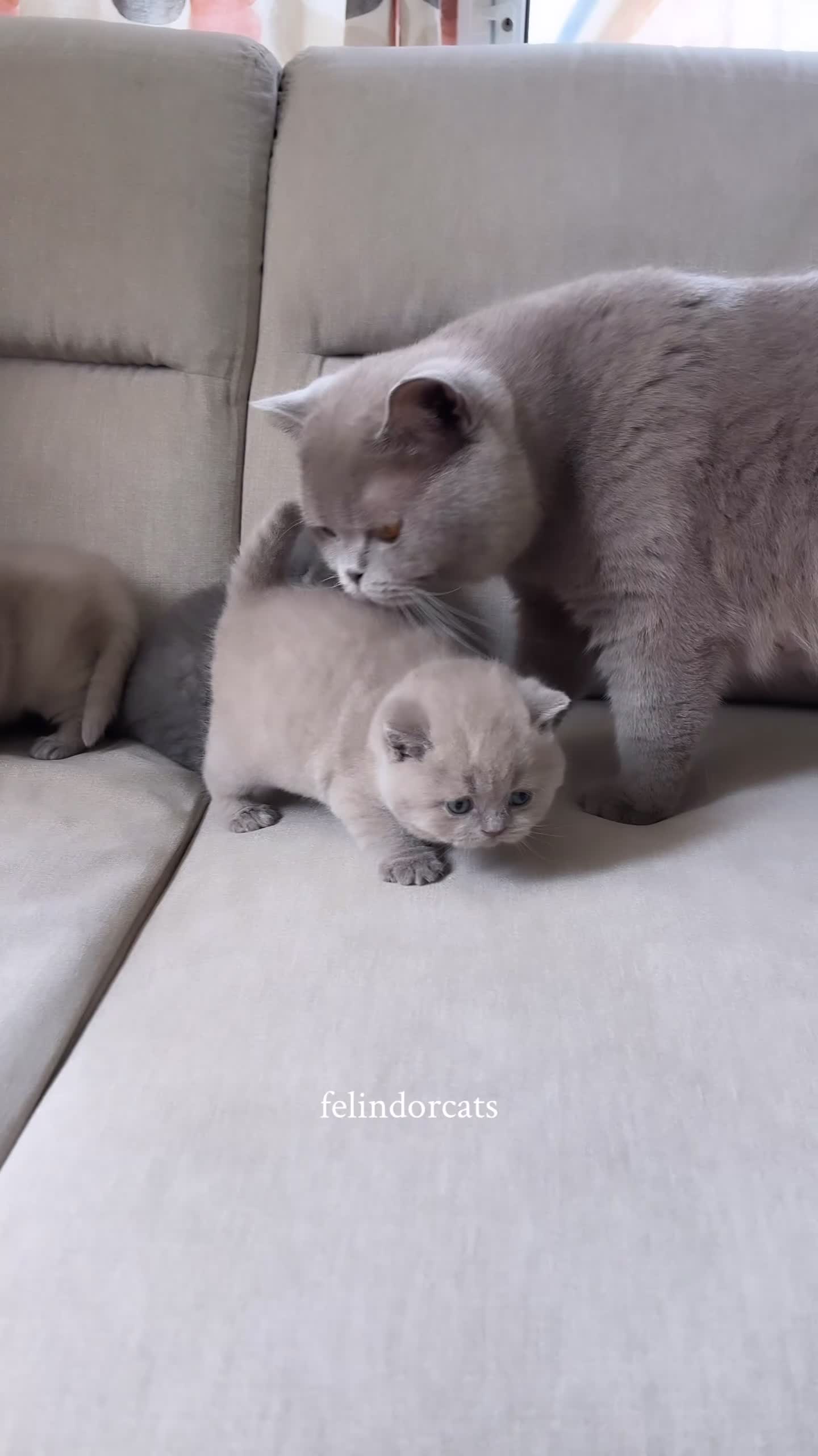 British Shorthair cats for sale: ✨ Top quality Lilac British shorthair ✨ - Video 2