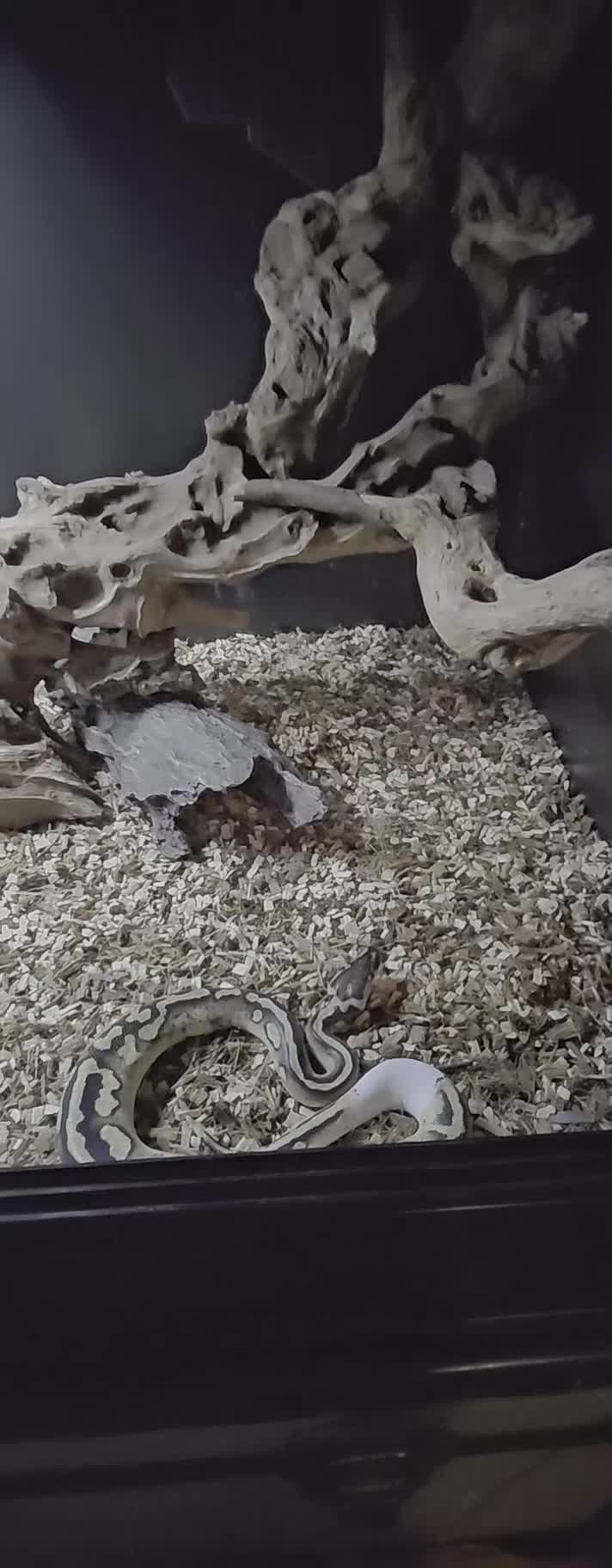 Python Snake reptiles for sale: Royal (Ball) Python  - Video 1