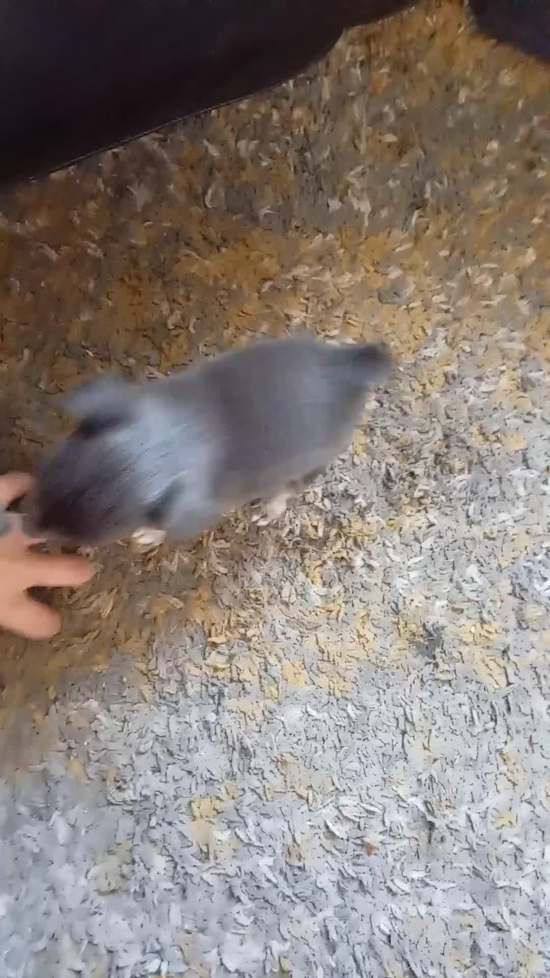 Chihuahua dogs for sale: 2 stunning blue Chihuahua girls  - Video 1