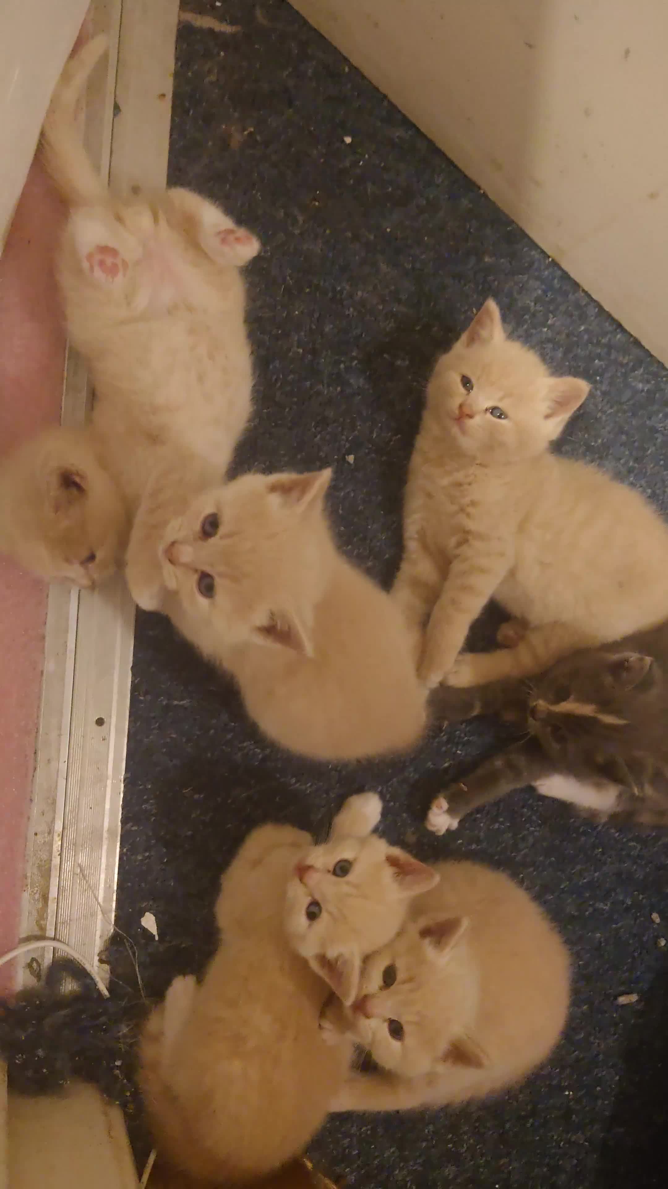 Mixed Breed cats for sale: 6 Cream brothers and one gray tortie girl for sale - Video 3