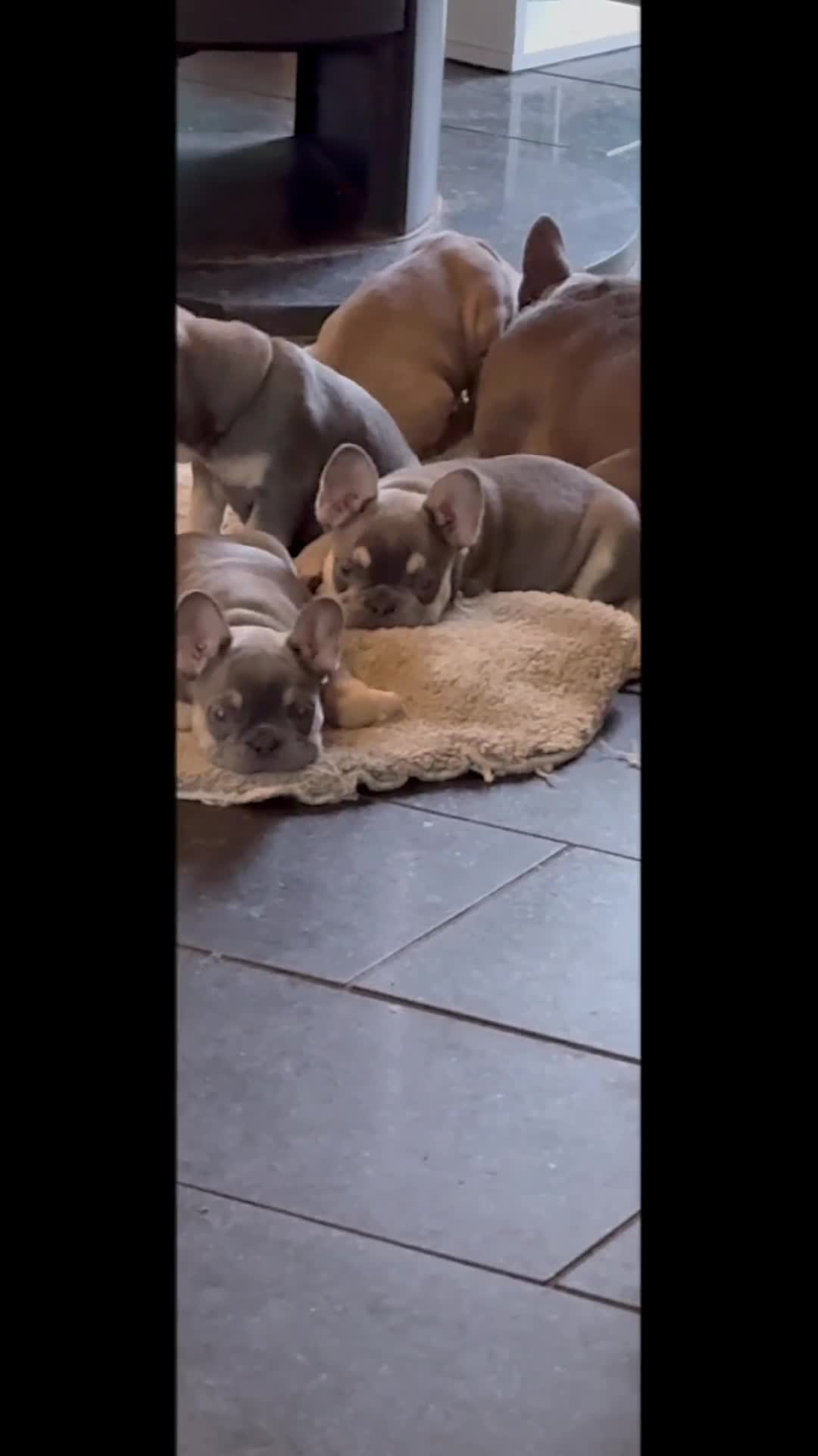 French Bulldog dogs for sale: Last girl left  - Video 1