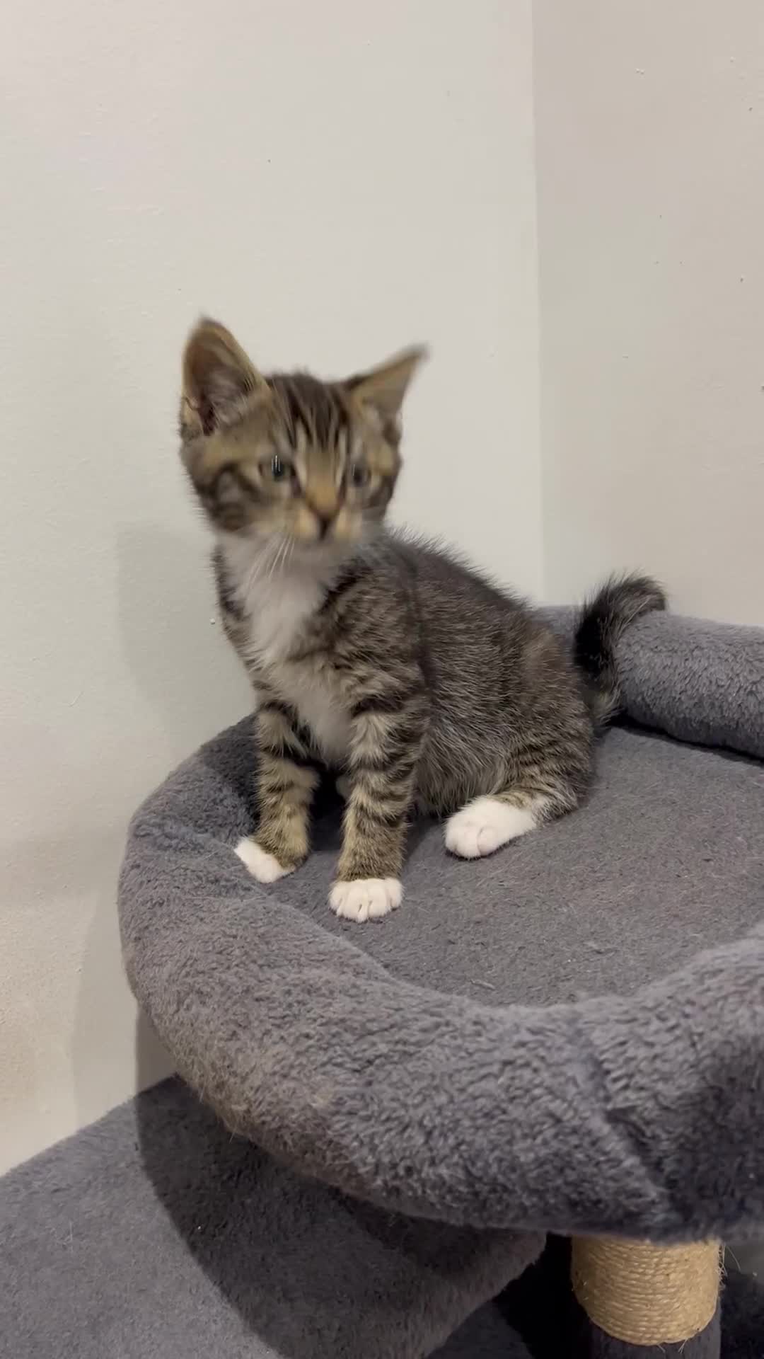 Mixed Breed cats for sale: 1 beautiful kitten  - Video 2