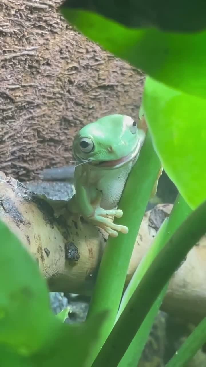 Frog reptiles for sale: 3 White’s Tree Frogs, 2 Vivs, Loads of Equipment🐸 - Video 1