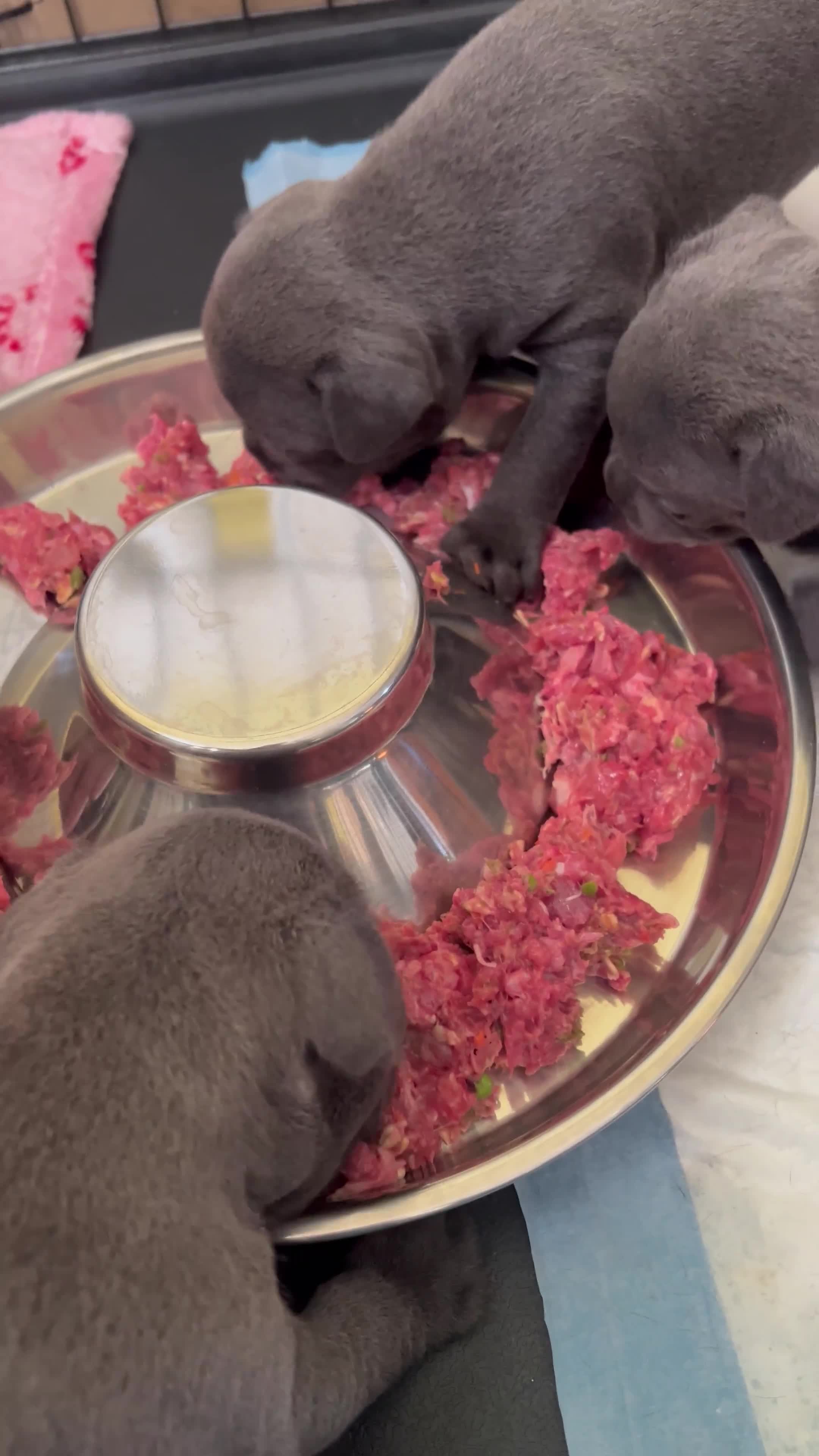 Staffordshire Bull Terrier dogs for sale: Stunning KC registered Staffy puppies 💙💙🩷🩷🩷 - Video 1