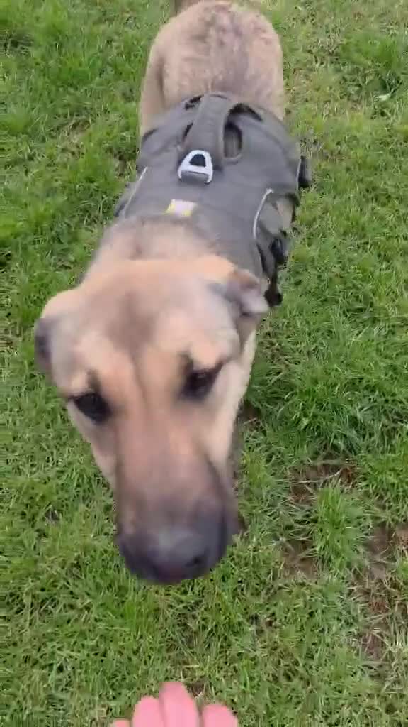 Mixed Breed dogs for adoption: 🍀 CLOVER - NEW INFO AND PHOTOS/VIDEOS🍀 - Video 2