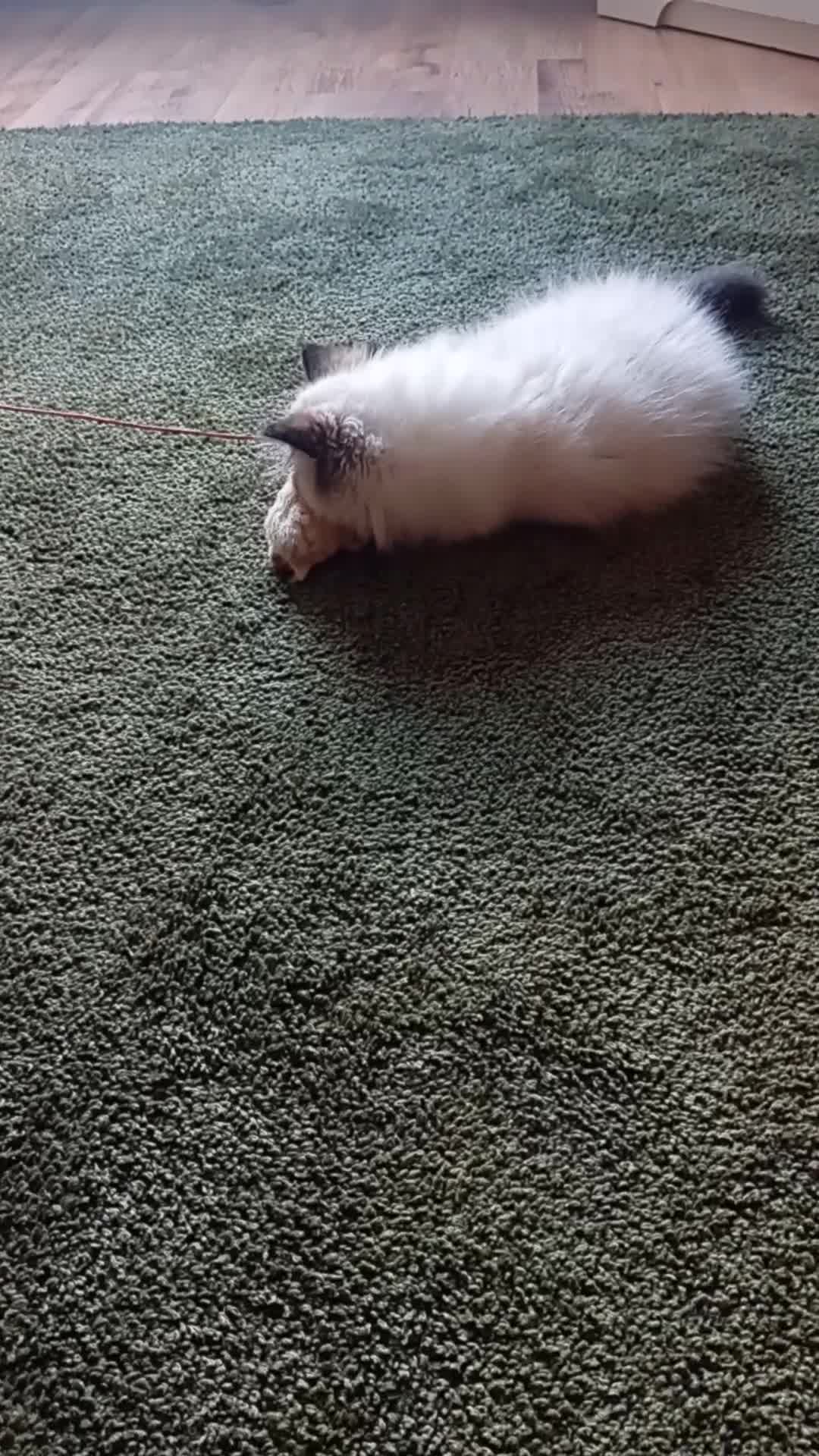Persian cats for sale: Stunning colourpoint persian kitten - Video 1
