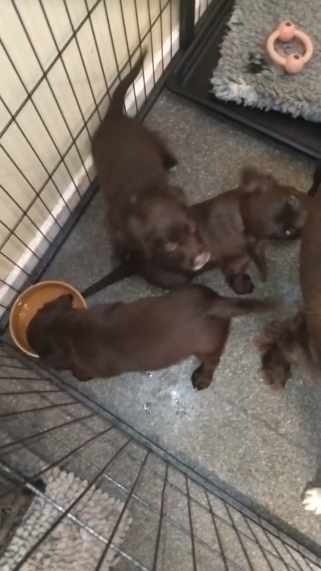 Sprocker dogs for sale: Sprockers  - Video 1