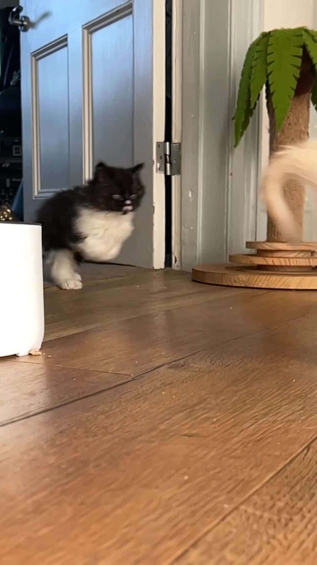 Selkirk Rex cats for sale: Stunning Selkirk rex kittens - Video 2