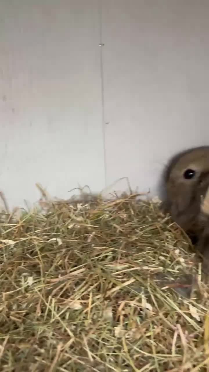 Lionhead rabbits for sale: 4 baby female rabbits for sale  - Video 5